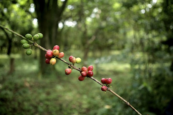 coffeelink-ltd